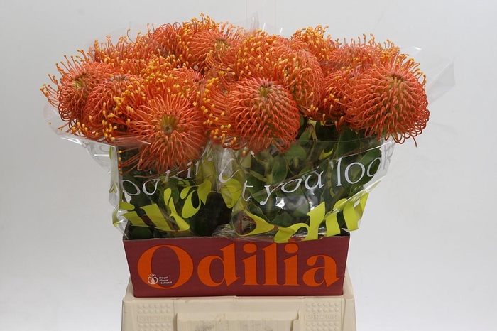 Nutans Ayoba Orange Zest