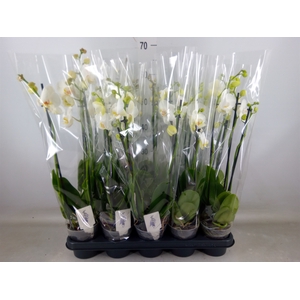 Phalaenopsis   ...white