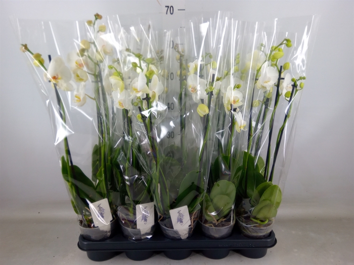 <h4>Phalaenopsis   ...white</h4>