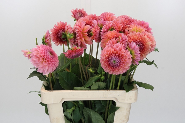<h4>Dahlia Linda's Baby</h4>