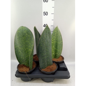 Sansevieria ...