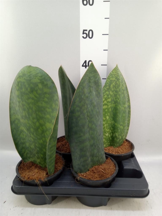 <h4>Sansevieria   ...</h4>