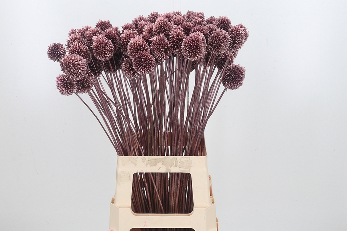 <h4>Allium Sphaero Kl Bh Rose Goud</h4>