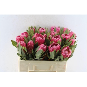 PROTEA BRENDA