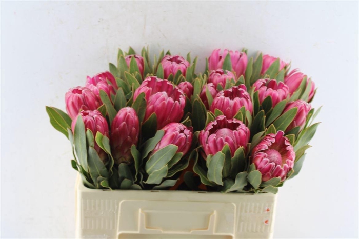 <h4>PROTEA BRENDA</h4>