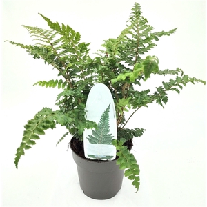 Polystichum polyblepharum ES13 1,0l