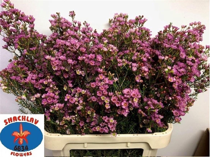 <h4>CHAME PAINTED LAD</h4>