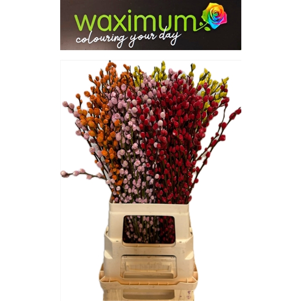 <h4>Salix Wilgenkatjes Mix</h4>