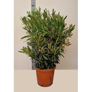 NERI OLEANDER