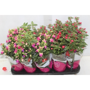 BRINCO DE PRINCESA P11