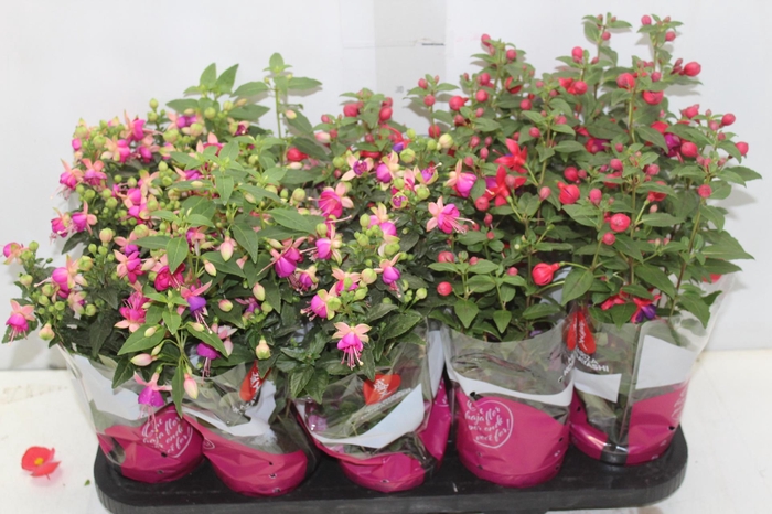 <h4>BRINCO DE PRINCESA P11</h4>