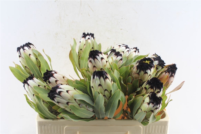 <h4>Protea Mag Niobe</h4>