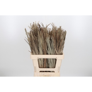 Droogbl Bew 17,5% St