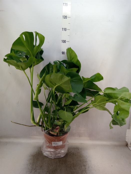 <h4>Monstera delic.</h4>