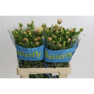 Ranunculus Butterfly Hestia