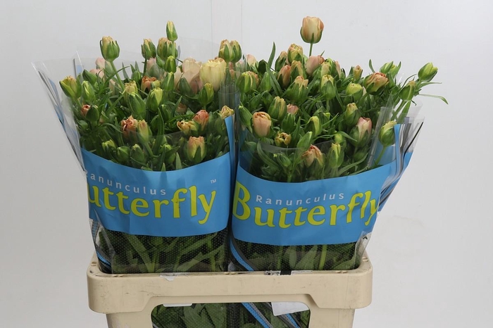 Ranunculus Butterfly Hestia