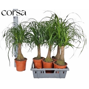 BEAUCARNEA RECUR