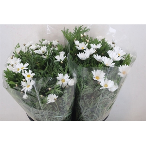 Margriet White Extra P Stem