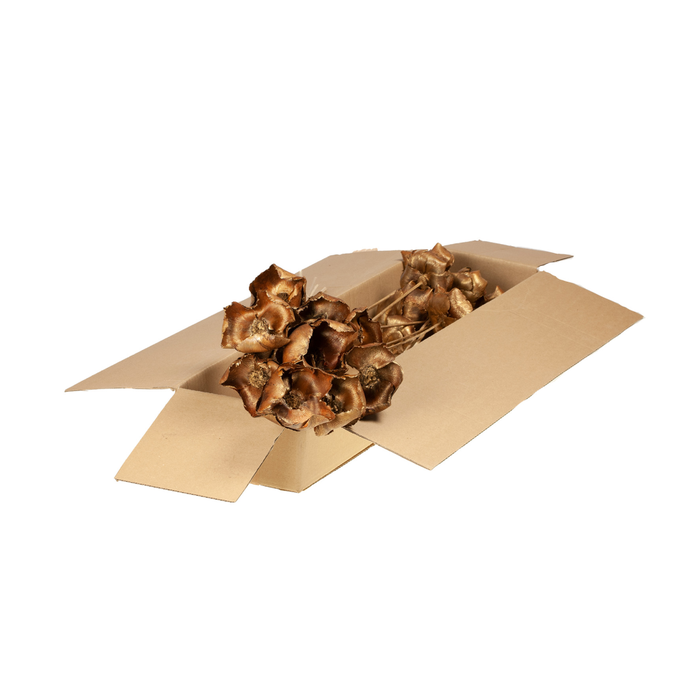 <h4>Palmcup O/s Sb N Gld Tch</h4>