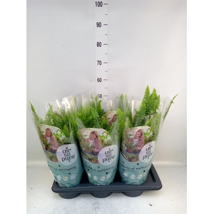 Nephrolepis exal. 'Green Lady'