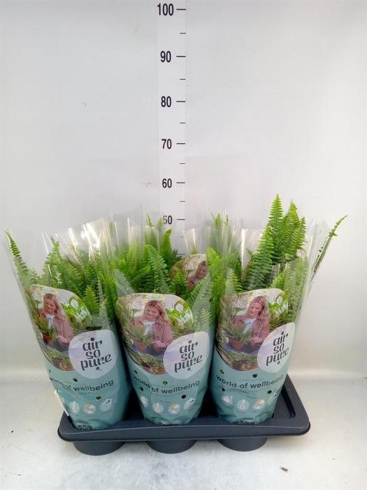 <h4>Nephrolepis exal. 'Green Lady'</h4>