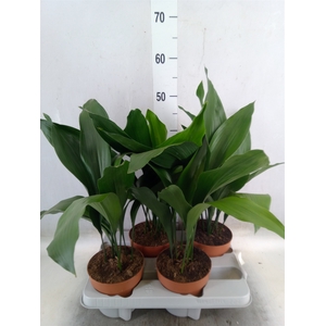 Aspidistra elat.
