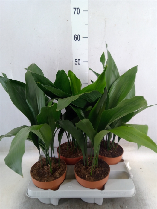 <h4>Aspidistra elat.</h4>