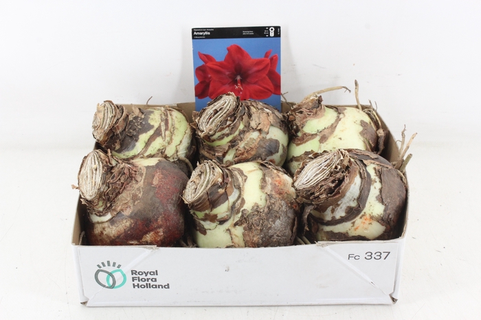 <h4>arr4 Amaryllis CM - Red</h4>