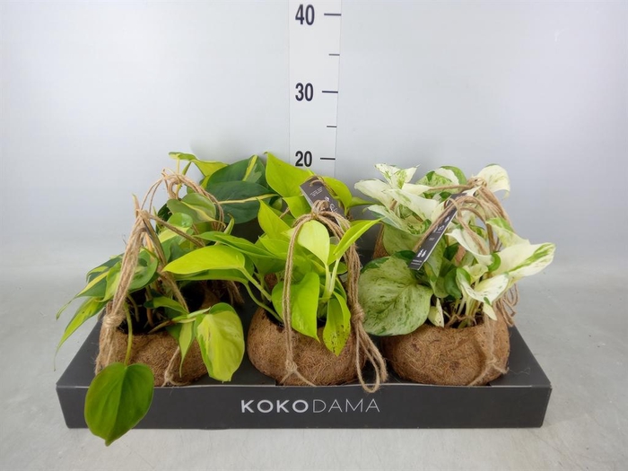 <h4>Scindapsus   ...</h4>