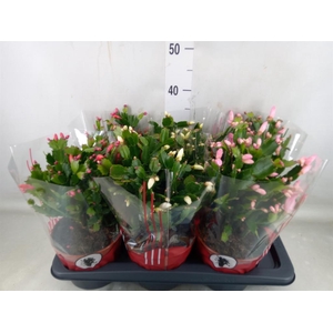 Schlumbergera   ...