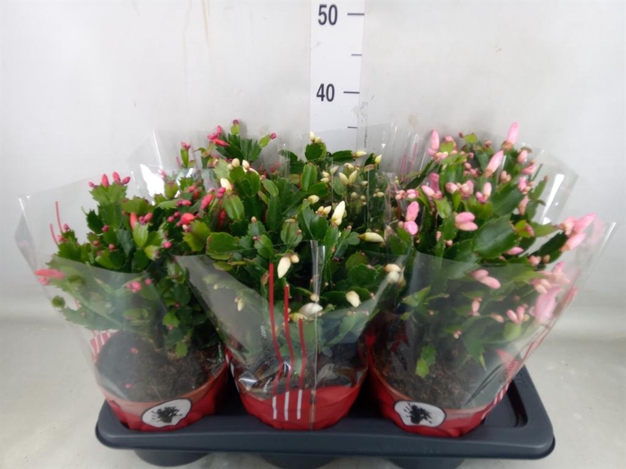 <h4>Schlumbergera   ...</h4>