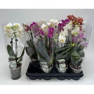 PHAL GEM