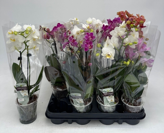 <h4>PHAL GEM</h4>