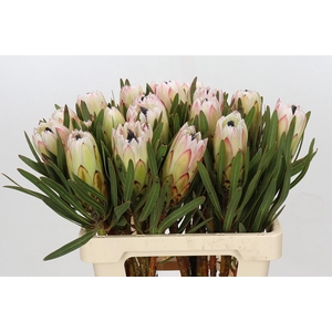 PROTEA WHITE NIGHT