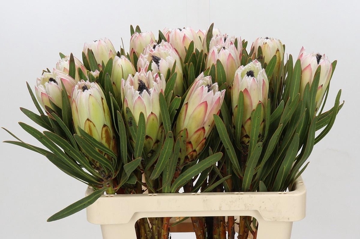 <h4>PROTEA WHITE NIGHT</h4>