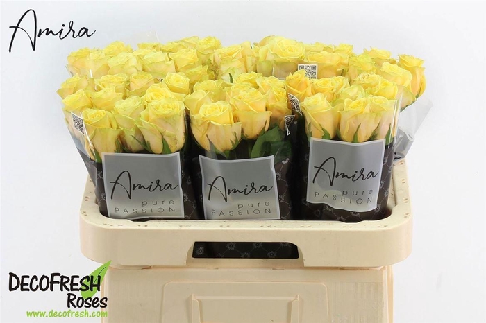 <h4>R Gr Sunny Baby</h4>