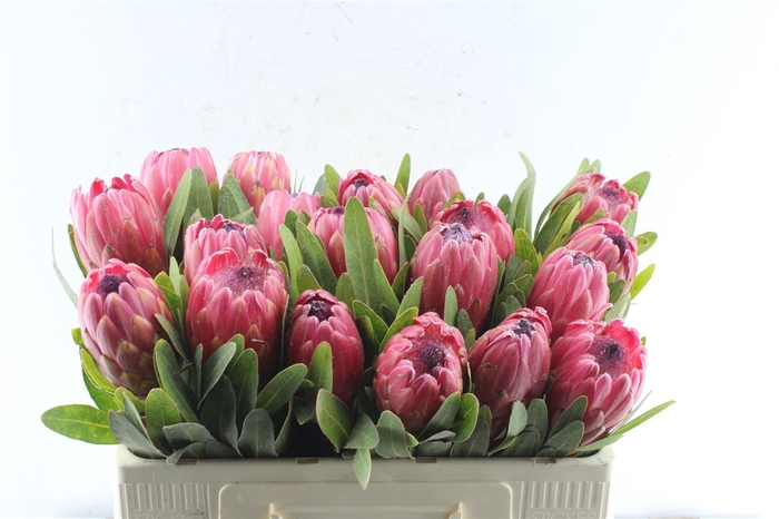 <h4>Protea Red Ice</h4>