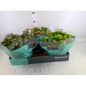 Kalanchoe blos.   ..rosebud mix  4