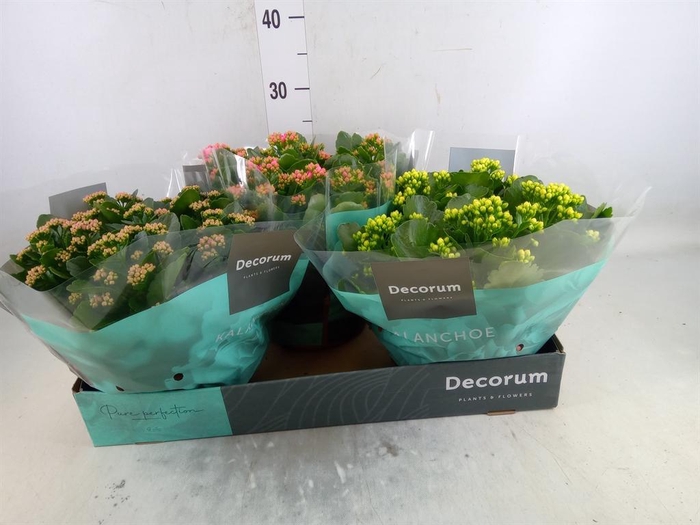 <h4>Kalanchoe blos.   ..rosebud mix  4</h4>