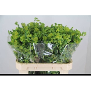 Bupleurum Rotundifolium Jarson