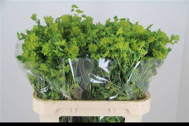 <h4>Bupleurum Rotundifolium Jarson</h4>