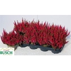 Callu Bl Sabella