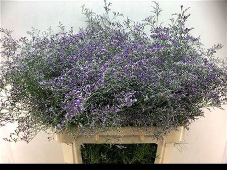 <h4>Limonium Beltlaard</h4>