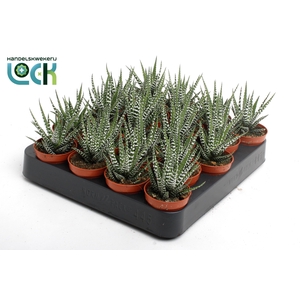 Haworthia big Band