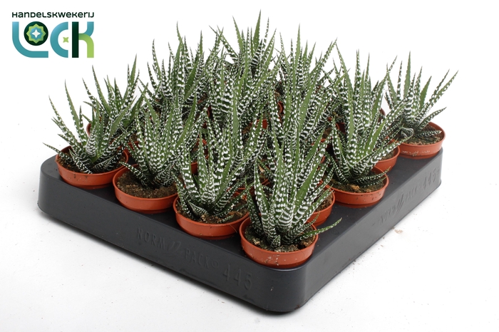<h4>Haworthia big Band</h4>