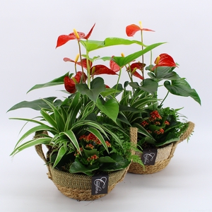 ANCR-2342 Anthurium creatie