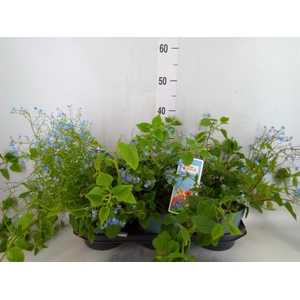 Brunnera macrophylla   ...