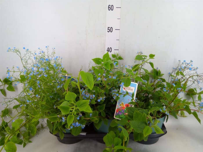 <h4>Brunnera macrophylla   ...</h4>