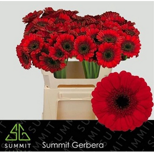 Ge Mi Red Ruby