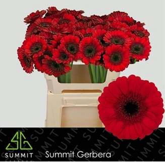 <h4>Ge Mi Red Ruby</h4>